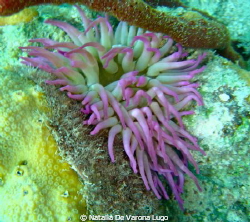 purple ,anemone,underwater,puerto rico by Natalia De Varona Lugo 